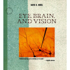 Eye, Brain, and Vision(1995)